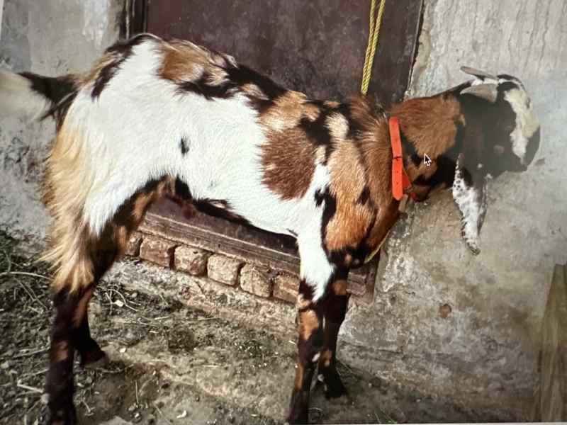 Healthy male Goat