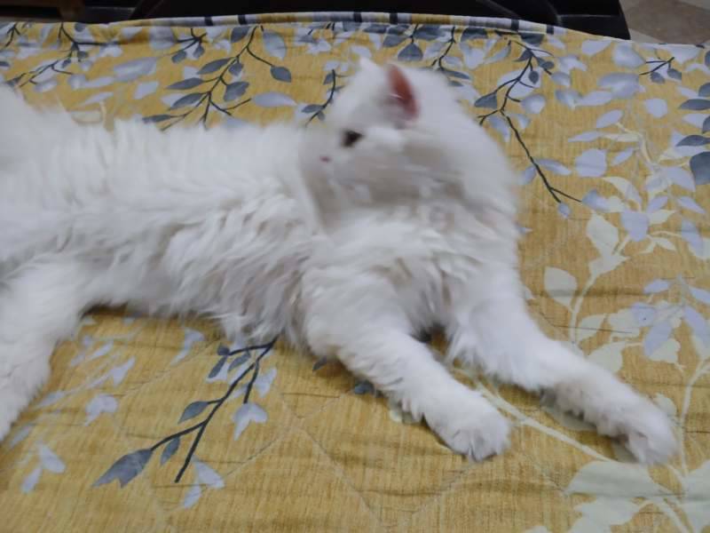 cat