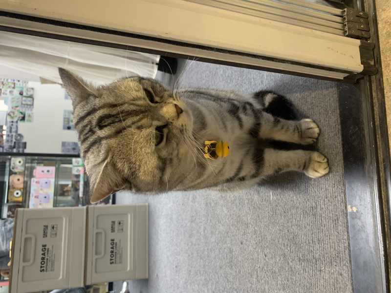 可爱的猫