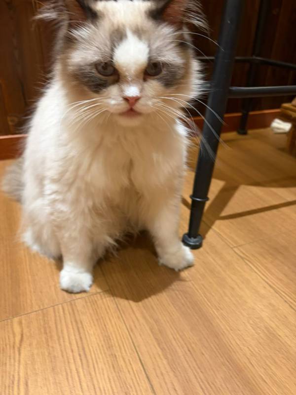 帅气的猫咪