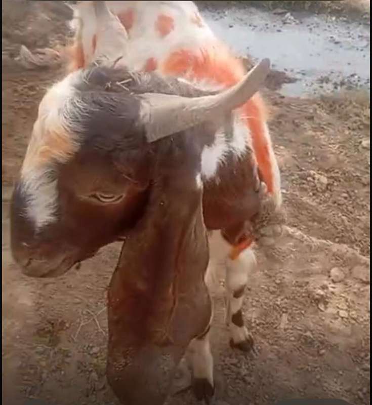 Healthy Goat for Sale