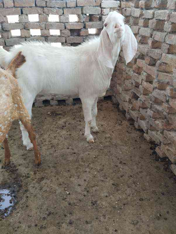 Male Goat For Sale