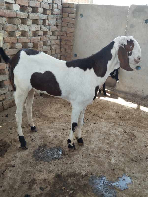 Male Goat