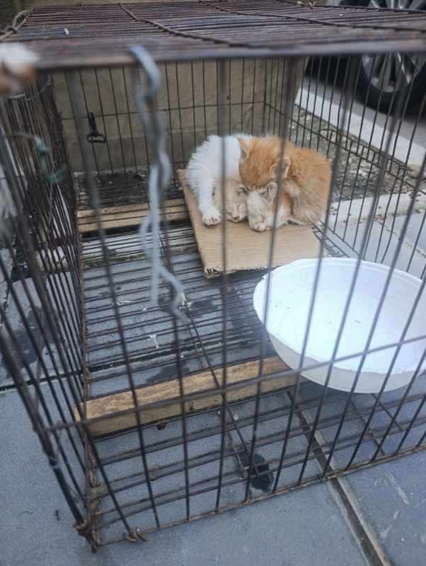 2 kittens for sale