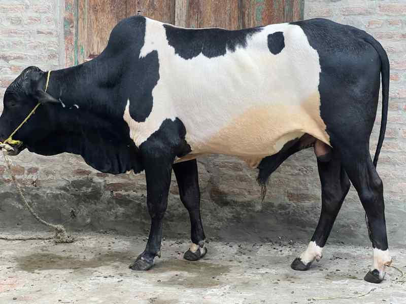 Male Bull