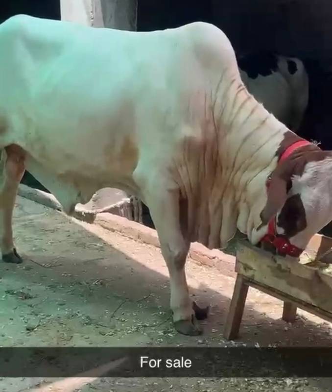 Bull