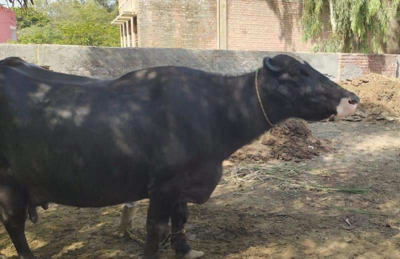 Buffalo